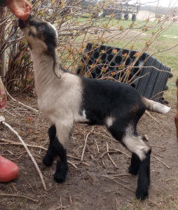 MiniNubian doeling