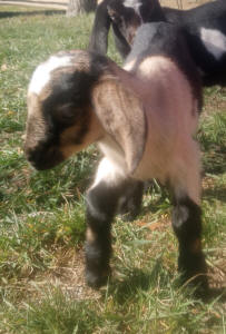 MiniNubian doeling