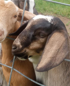 MiniNubian doeling