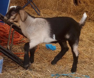 MiniNubian doeling