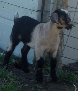 MiniNubian doeling