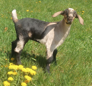 MiniNubian doeling