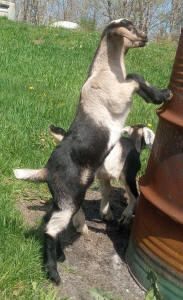 MiniNubian doeling