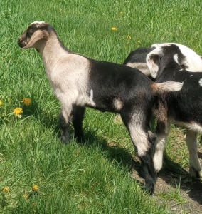 MiniNubian doeling