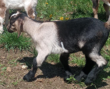 MiniNubian doeling