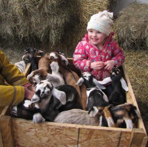 kids and goat kids