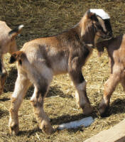 MiniNubian dairy goats - Wisconsin