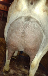 Mini Nubian udder