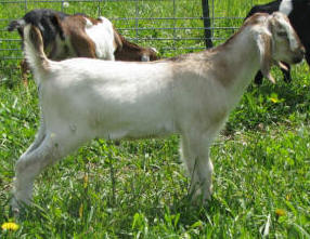 Mini Nubian 4th gen Buck