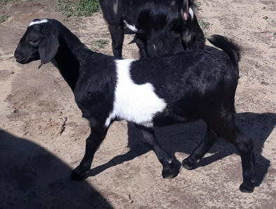 Mini Nubian doeling