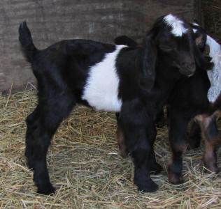 Mini Nubian doeling