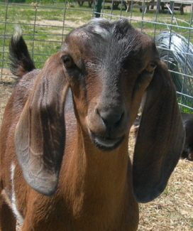2nd gen MiniNubian doe with great breed character