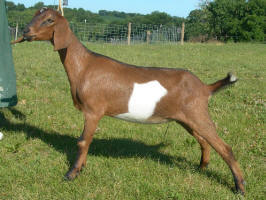 2nd gen MiniNubian doeling