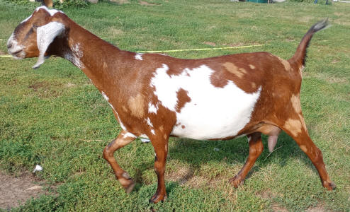 Moonspotted Polled MiniNubian