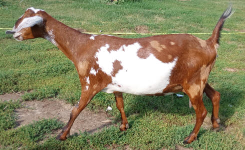 Moonspotted Polled MiniNubian