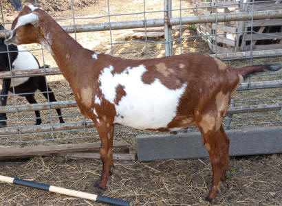 Moonspotted Polled MiniNubian