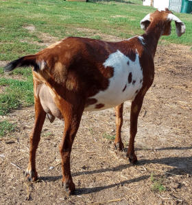 Moonspotted Polled MiniNubian