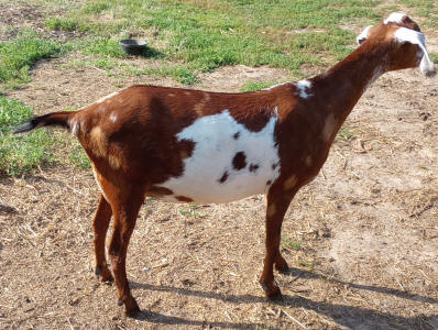 Moonspotted Polled MiniNubian