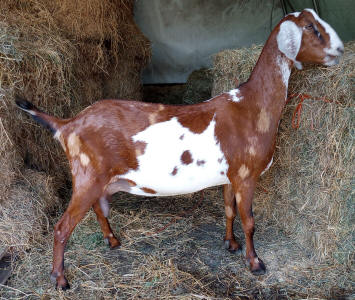 Moonspotted Polled MiniNubian