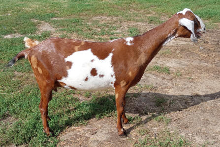 Moonspotted Polled MiniNubian