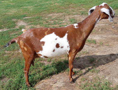 Moonspotted Polled MiniNubian