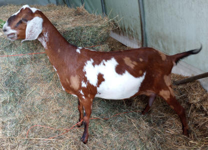 Moonspotted Polled MiniNubian