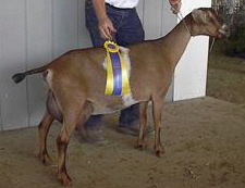 MiniNubian milking doe