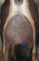 misty's rear udder - a great milker