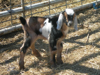 A beautiful 3rd gen buckskin mini nubian buckling