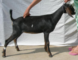 4th generation MiniNubian doeling