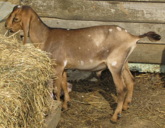 Moonspotted Mini Nubian buck