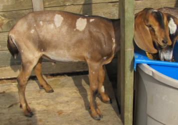 Moonspotted Mini Nubian buck