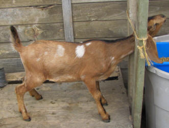 Moonspotted Mini Nubian buck