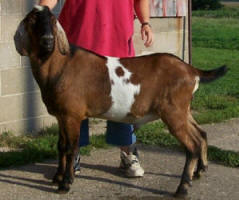 4th generation MiniNubian breeding buck