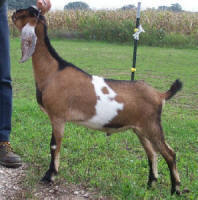 4th generation MiniNubian breeding buckling