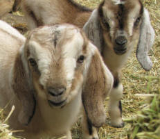 mini nubian bucks