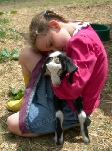 Mini Nubian dairy goats make GREAT pets!