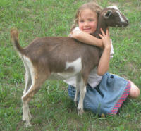Goats as pets