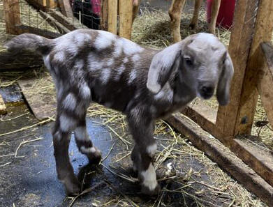 Mini Nubian