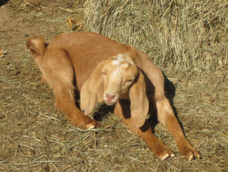 MiniNubian goats