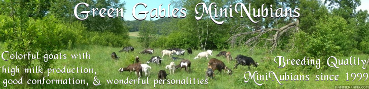 Green Gables MiniNubians - Breeding Quality MiniNubians since 1999