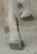 Trim goat feet