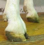 How to trim goat hooves