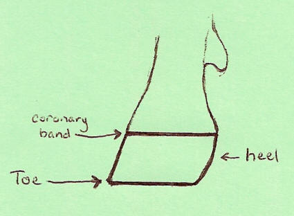 Trimming goat hooves - coronary band image