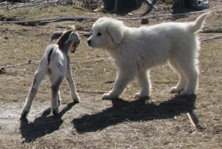 Livestock Guardian puppies for goats