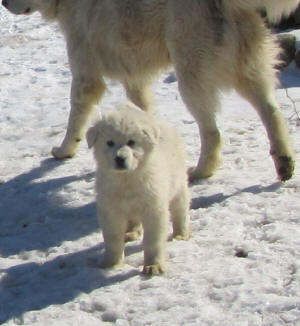 Livestock guardian dog puppies for sale in Wisconsin