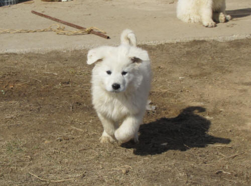 Livestock guardian dog puppies For Sale WI