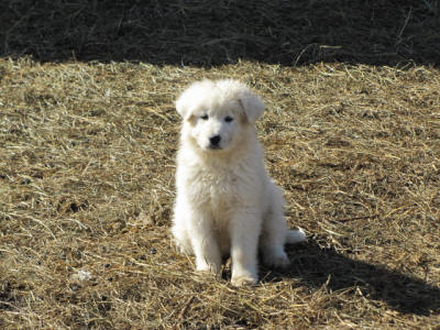 LGD working pups - Wisconsin