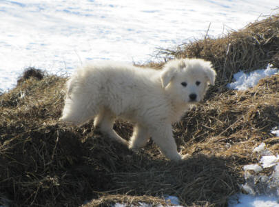 Livestock guardian dog puppies for sale in Wisconsin