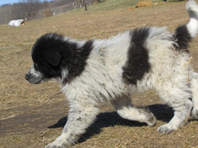 Livestock Guardian puppies for goats